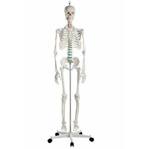 ERLER ZIMMER emberi csontváz modell – „OSCAR” kép