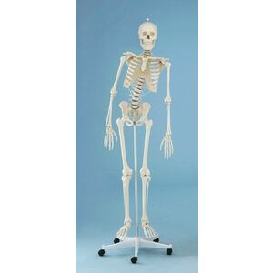 Csontváz modell – „HUGO” modell hajlékony gerincoszloppal kép