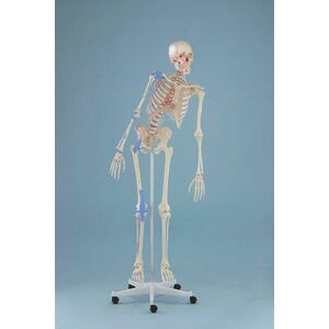 Emberi csontváz modell – „MAX” hajlékony gericoszloppal, kijelölt izmokkal és kötőszövetekkel kép