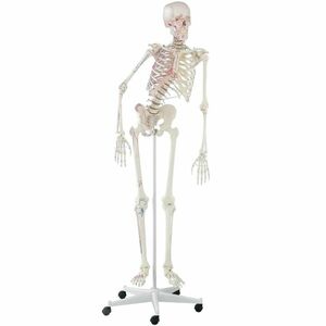 ERLER ZIMMER „PETER” csontváz modell hajlékony gerincoszloppal és kijelölt izmokkal kép