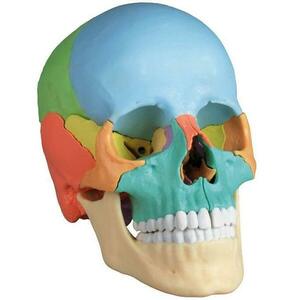 ERLER ZIMMER emberi koponya modell - 22 részes didaktikai modell kép