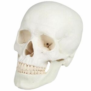 ERLER ZIMMER emberi koponya modell - 3 részes kép