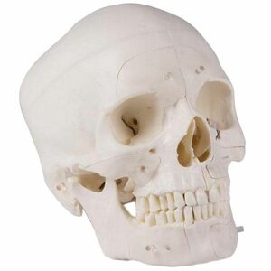 ERLER ZIMMER emberi koponya modell - 14 részes didaktikai modell kép