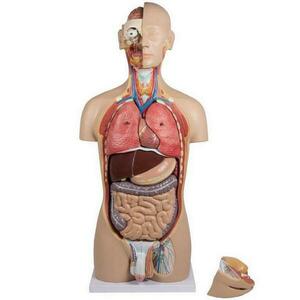 Emberi törzs - 27 darabból álló anatómiai modell nyitott háttal kép