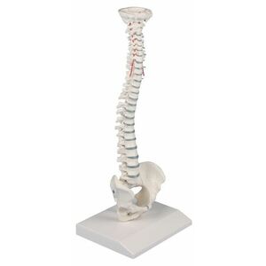 Erler Zimmer Emberi gerinc - kicsinyített modell kép