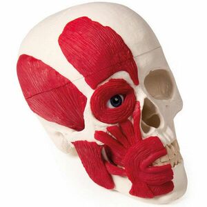 Erler Zimmer Emberi koponya izmokkal kép