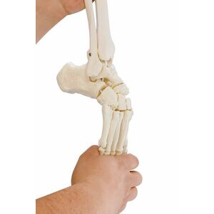 Erler Zimmer Rugalmas lábfej csontváz sípcsont- és szárkapocscsont-csonkkal kép