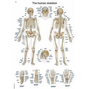 Erler Zimmer anatómiai poszter - Emberi csontváz kép