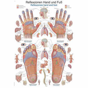 Erler Zimmer anatómiai poszter - A kéz és a talp reflexzónái kép