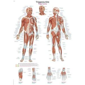 Erler Zimmer anatómiai poszter - A test triggerpontjai kép