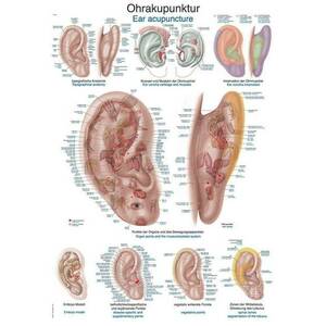Anatómiai plakátok kép