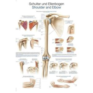 Erler Zimmer anatómiai poszter - Váll és könyök kép