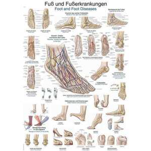 Erler Zimmer anatómiai poszter - Láb és boka kép