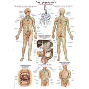 Erler Zimmer anatómiai poszter - Az emberi nyirokrendszer kép