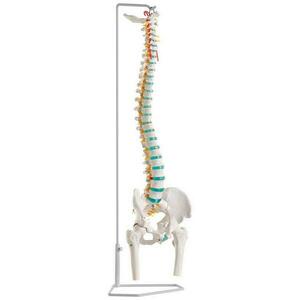 Erler Zimmer rugalmas emberi gerincoszlop combcsonkkal kép