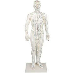 Erler Zimmer Akupunktúrás modell, férfi kép