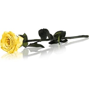 RoseAmor Yellow örökrózsa szárral 30 cm 1 db kép