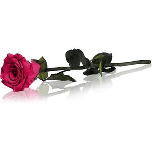 RoseAmor Fuchsia örökrózsa szárral 30 cm 1 db kép