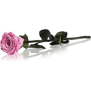 RoseAmor Pink örökrózsa szárral 30 cm 1 db kép