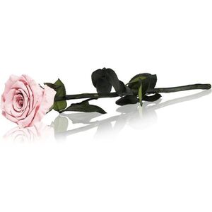 RoseAmor Pink örökrózsa szárral 30 cm 1 db kép