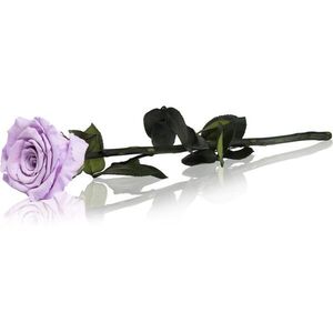 RoseAmor Lila örökrózsa szárral 30 cm 1 db kép
